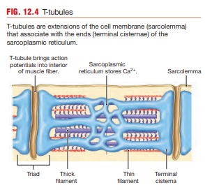 <p>The sarcomere is the:</p><ul><li><p>Basic functional contractile unit of skeletal muscle</p></li><li><p>Repeating unit between two Z discs</p></li></ul><p>Sarcomeres are arranged end-to-end within myofibrils.</p><p>During contraction:</p><ul><li><p>Sarcomeres shorten</p></li><li><p>Muscle fibers shorten</p></li><li><p>Force is generated</p></li></ul><p>The highly organized arrangement of sarcomeres creates the striated appearance of skeletal muscle.</p>