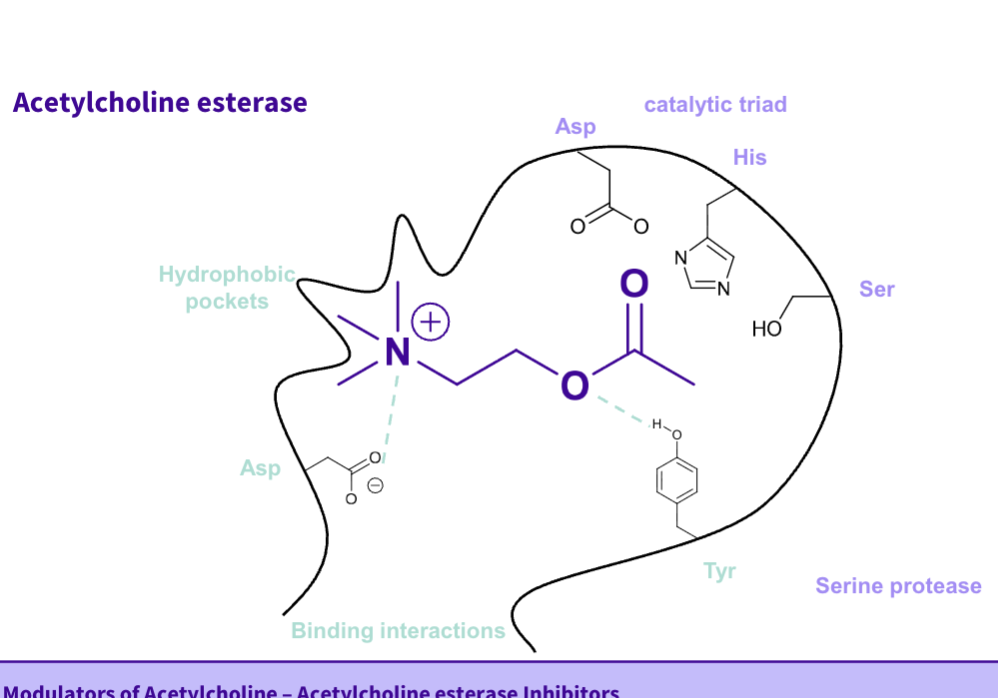 <ul><li><p>catalytic triad- asp, his,ser </p></li><li><p>serine protease </p></li><li><p>binding interactions,asp- allows docking interaction ,it is the strongest ,tyr - involved in bonding with ester part of ach </p></li><li><p>hydrophobic pockets </p></li><li><p>a ts as a suicide inhibition </p></li></ul><p></p>