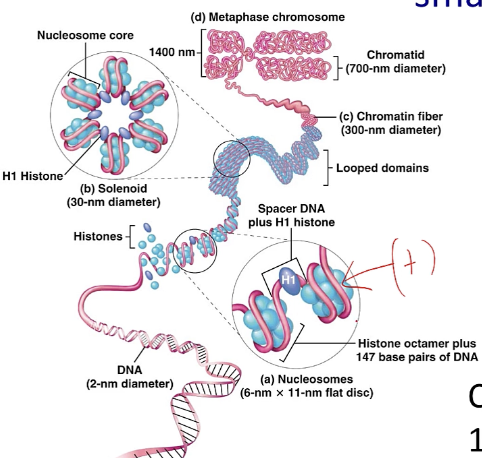 <p>Nucleosomes are positively charged, which means they can bind DNA electrostatically to the negatively charged phosphate groups of the nucleotides</p>