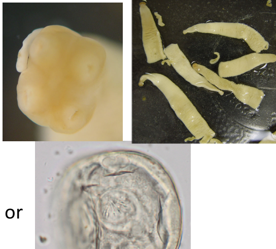 <p>Tapeworms in Domestic Livestock</p>