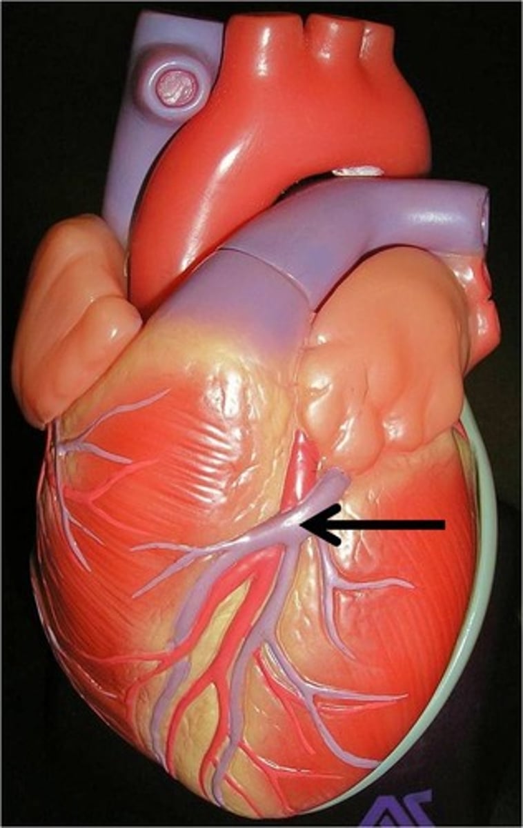 <p>The heart muscle</p>