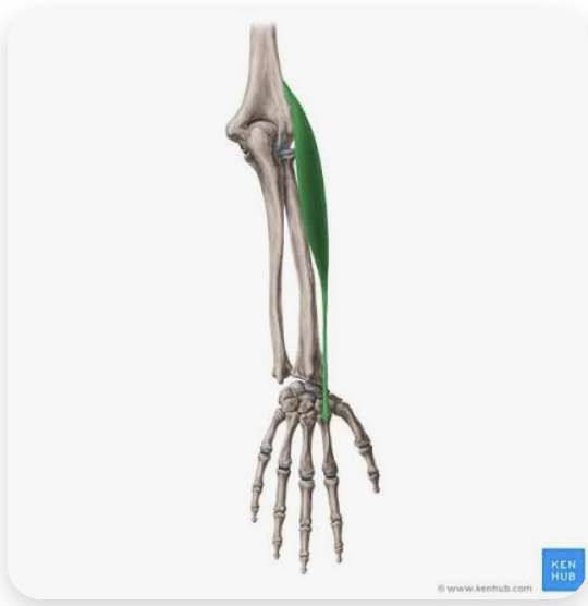 <p>O: Lateral supracondylar ridge of the humerus</p><p>I: Dorsal base of second metacarpal</p><p>A: Extension of hand; abduction/radial deviation of hand</p><p>N: Radial nerve</p>