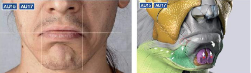 <ul><li><p>frowning '</p></li><li><p>depresses the <strong>angles of the mouth</strong></p></li></ul><p></p><p></p>