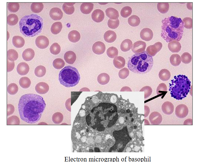 <p>c) Basophils</p>