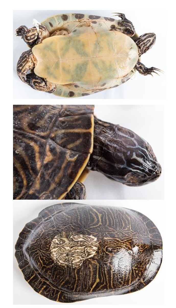 <p>Peninsula Cooter order & suborder</p>