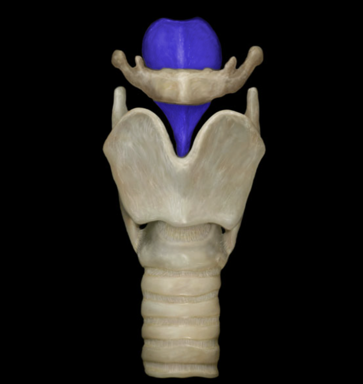 <p>Epliglottis - helps block off larynx when eating </p>