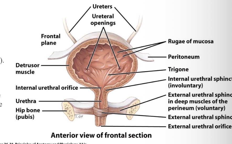 <p>What is inside of the bladder?</p>