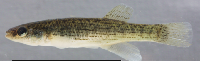 <p>Note the thin horizontal lines on the sides. The male in early summer is one of the most spectacular of Kentucky’s fishes</p>