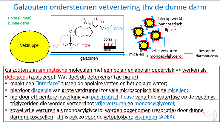 <p>daardoor is er een efficiëntere werking van pancreas lipase op de triglyceriden die dan worden verteerd tot vrije vetzuren en monoacyl glycerol</p>