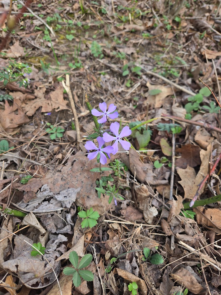 <p><strong>(<em>Phlox divaricata</em>)</strong> – Loose clusters of pale blue to lavender flowers; soft leaves. Moist woodlands. <strong>Autotroph.</strong><br><strong>Uses:</strong> Ornamental; early pollinator plant.</p>