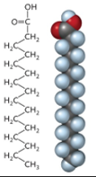 <p>Name the Lipid molecule:</p>