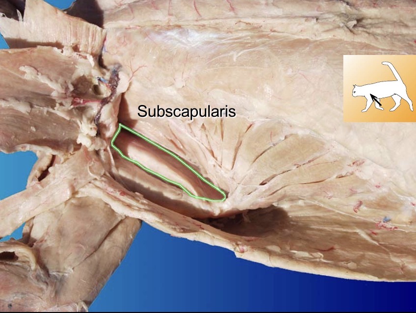 <p>subscapularis</p><p>action: medial rotation of humerus</p><p>s: teres major</p><p>a: infraspinatus</p>