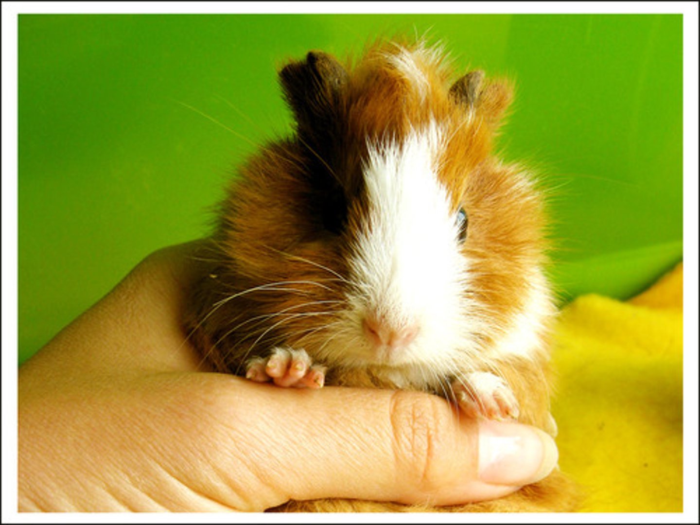 <p>the guinea pig</p>