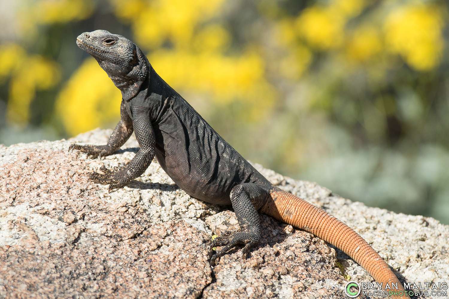 <p>Iguanidae<br>Sauromalus ater<br>Chuckwalla</p>
