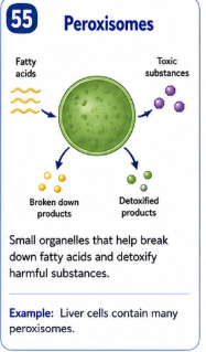 Small organelles that help break down fatty acids and detoxify harmful substances. Example: Liver cells contain many peroxisomes.