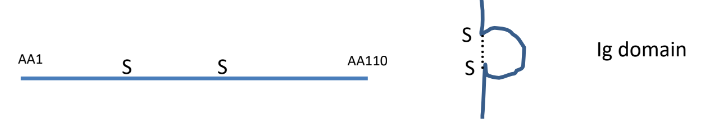 <p>Folds in amino acid chain that bring sulfide groups together</p>