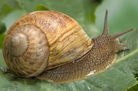 <p>Snails</p>