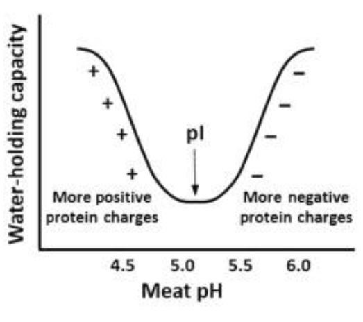 <p>Met pH can interact with electrical charges on muscle proteins</p><p>Influences Water Holding Capacity</p><p>PI = Isoelectric point</p><ul><li><p>Number of positive and negative charges are equal</p></li></ul><p>This will be lowest water holding capacity</p>