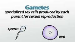 <p>Produces gametes</p>