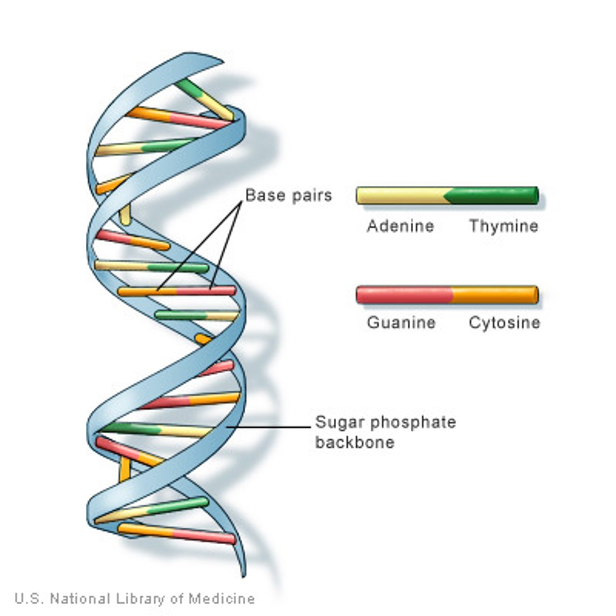 <p>- the molecule that carries genetic information</p><p>- Each strand has a sequence of nucleotide bases attached to a chain of phosphate and deoxyribose</p><p>- The two strands that compose each chromosome are coiled and bonded together.</p>