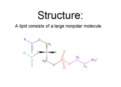 <p>Macromolecule mostly made of C and H atoms. Largely nonpolar and hydrophobic.</p>