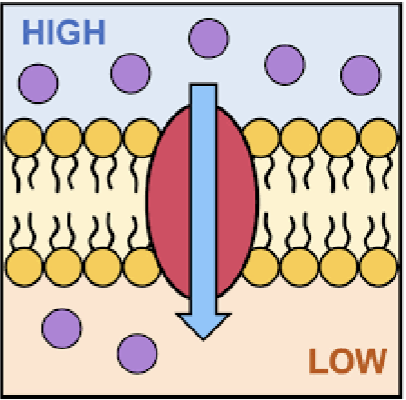 <p>uses <strong>energy</strong> found in a molecule’s <strong>electrochemical gradient</strong> to move itself; requires <strong>no external energy</strong> for transport</p><p>simple &amp; facilitated diffusion</p>