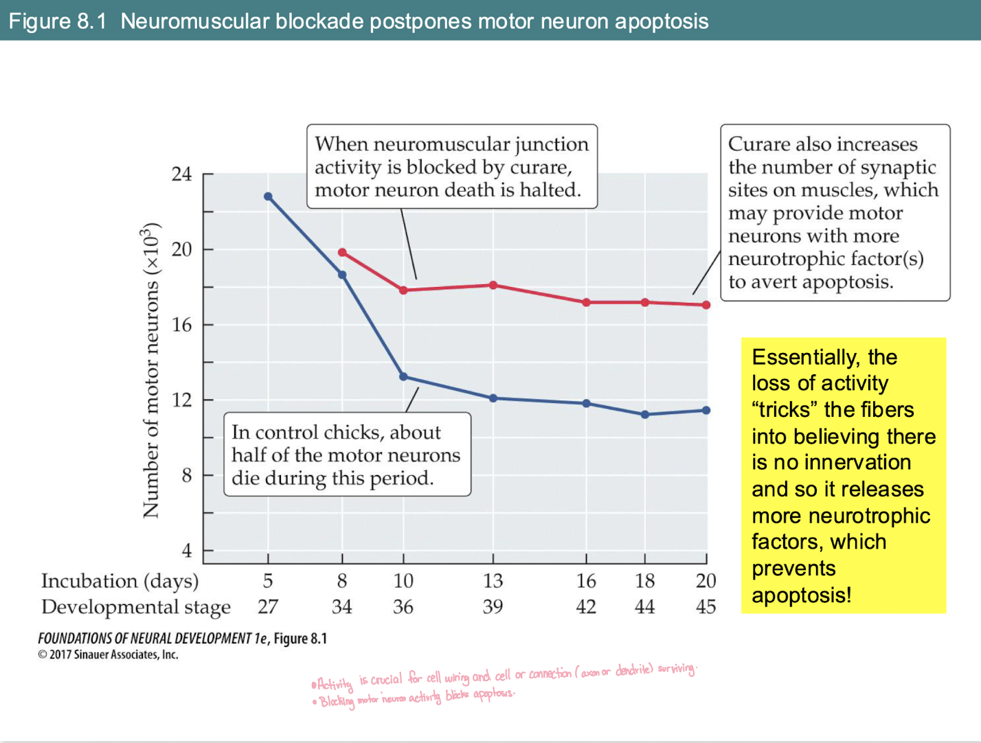 <p>What is the effect of <strong>blocking</strong> neuromuscular activity (e.g., with Curare) on motor neuron survival during development?</p>
