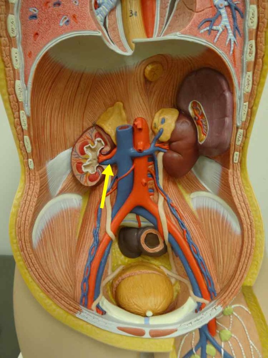 <p>Name the structure</p>