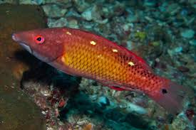 <p>Bodianus diana</p>