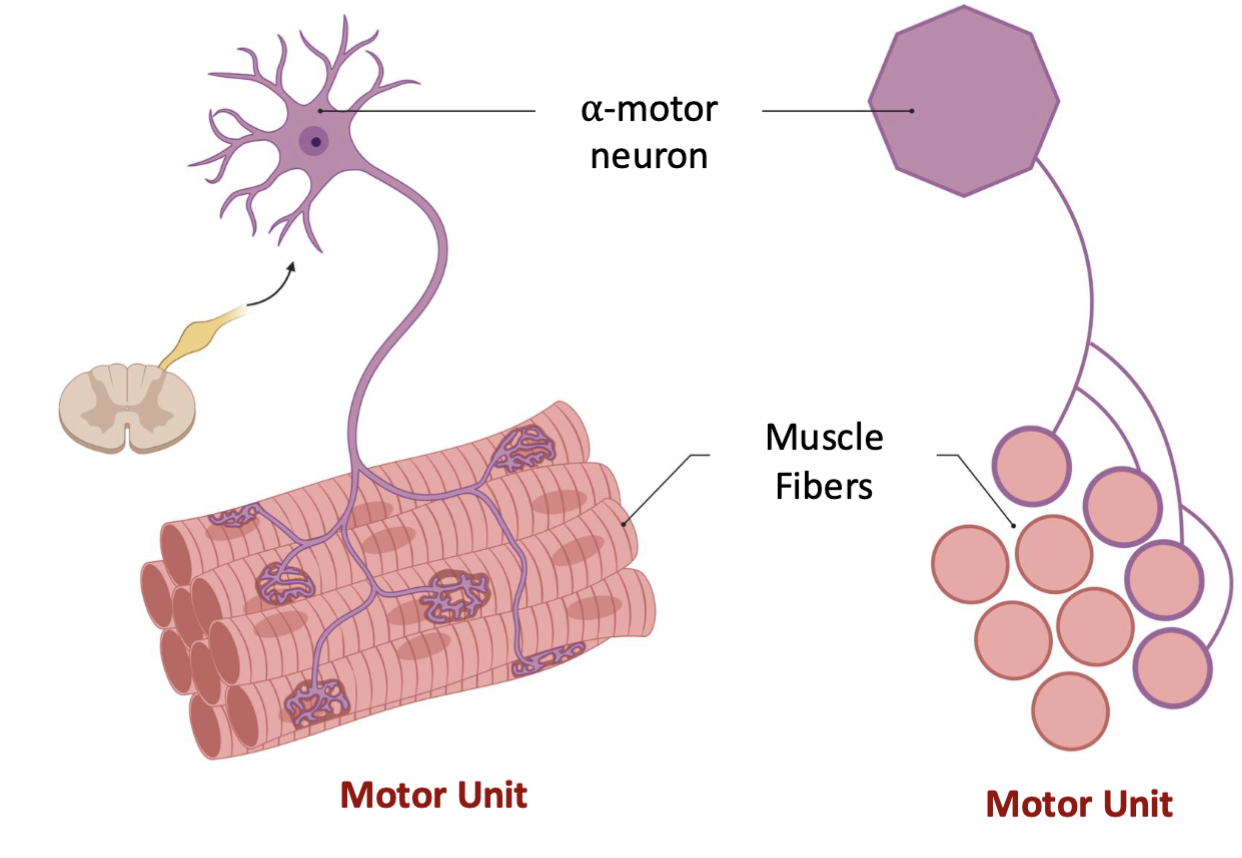 <p>A <strong>motor unit</strong> = <strong>1 alpha-motor neuron + ALL the muscle fibers it innervates (ON QUIZ)</strong></p><ul><li><p>The α-motor neuron controls when its muscle fibers contract.</p></li><li><p>When the motor neuron fires → <strong>all fibers in that motor unit contract</strong> (all-or-none).</p></li><li><p>One motor neuron can innervate <strong>many muscle fibers</strong>.</p></li></ul><p>Memory: <strong>1 neuron → all of its fibers = 1 motor unit.</strong></p>