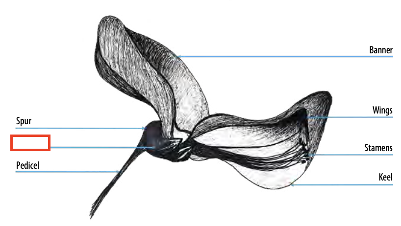 <ul><li><p><span style="font-size: small;"><span>outer segment of the </span></span>perianth<span style="font-size: small;"><span> that encloses and protects the petals and other floral parts when the flower is in bud</span></span></p></li><li><p><span style="font-size: small;"><span>opens and clasps, spreads, and/or droops as the flower develops</span></span></p></li><li><p><span style="font-size: small;"><span>individual parts = sepals</span></span></p></li></ul><p></p>