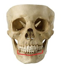 <p>a part of the mandible</p>