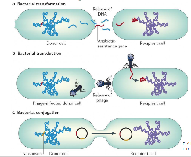 <p>Horizontal Gene Transfer in Bacteria DIAGRAM</p>