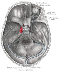 <p>contains oculomotor, trochlear, abducens, ophthalmic, and maxillary nerves</p>