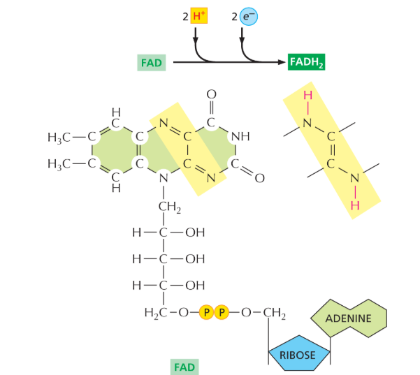<p>A high-energy electron carrier produced by reduction of FAD during the breakdown of molecules derived from food, including fatty acids and acetyl CoA.</p><ul><li><p>transports electrons to the electron transport chain.</p></li><li><p>produced in the CAC</p></li></ul><p></p>