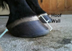 <p>What are some basics about the hoof wall?</p>