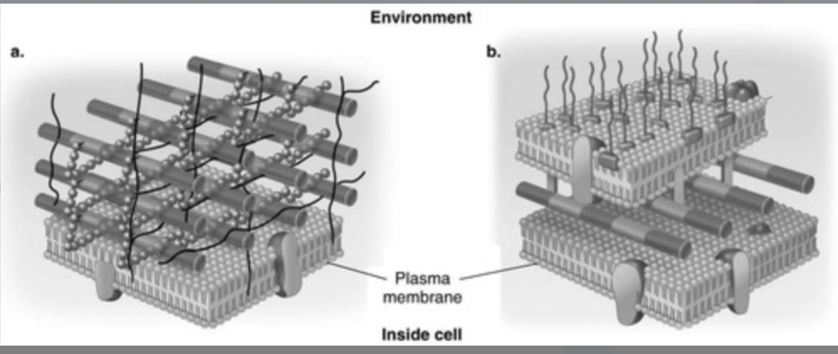 <p><span>In Figure 4.3, which diagram of a cell wall contains teichoic acids?</span><br><span>- a</span><br><span>- b</span><br><span>- both a and b</span><br><span>- neither a nor b</span><br><span>- The answer cannot be determined based on the information provided</span></p>