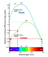<p>cones: "photopic"</p><p>need bright light, color vision </p><p>violet is 100x less sensitive than peak</p><p>blue is 10x less sensitive than peak , but 10x more sensitive than violet</p><p>rods: at night "scotopic" </p><p>more sensitive, no color</p><p> by 100x than cone, depending on wavelength</p><p>mesopic is a mix of both</p>