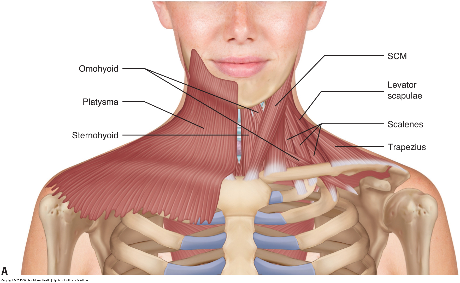 <p>Platysma</p>