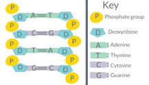 <p>- In 1947, Chargaff reported that DNA composition varies from one species to another, making DNA a more credible candidate for genetic material (due to diversity)</p><p>- He also found out that the molar ratio of specific bases to other specific bases was always 1:1, despite differences in base compositions across species. Soon, he created Chargaff’s rule:</p><ul><li><p>% of Adenine = % of Thymine</p></li><li><p>% of Cytosine = % of Guanine</p></li></ul><p></p>