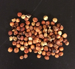 <p>Milo (sorghum)</p>