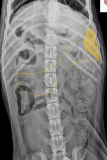 <p>What organ is highlighted?</p>
