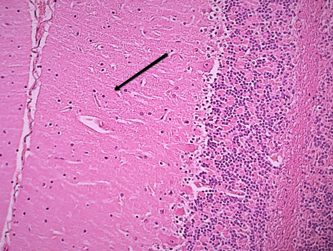 <p><span>Identify the specific structure/area indicated by the pointer.</span></p>