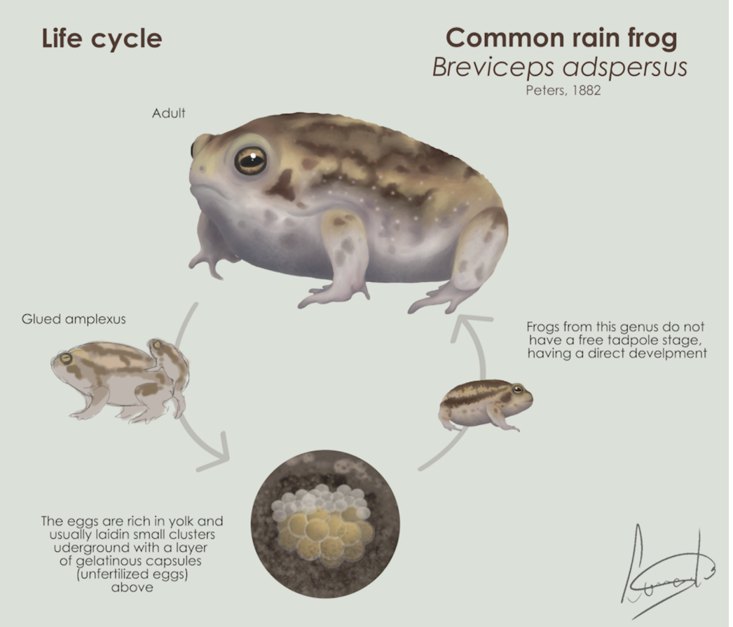 <p>This image shows a life cycle of the common rain frog. Which aspect of its life cycle is incorrect? </p>
