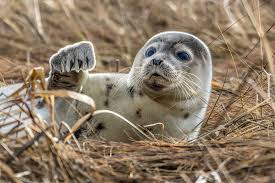 <p>Caspian seal</p>