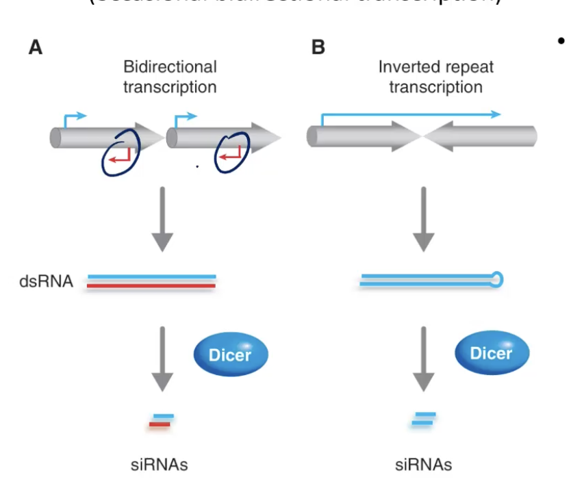 <p>endogenous</p><p>target transposable elements</p><p>transposons can have antisense transcripts/promoters that allows for bidirectional transcription. </p><p>cells use endosiRNAs to defend from transposons</p><p></p><p>can also have a stretch of DNA in series that have inverted repeates that when directly transcibed can form RNA moleculees that direcly base pair internally. </p>