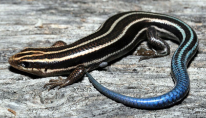 <p>Five-Lined Skink (<em>Plestiodon fasciatus</em>)</p>