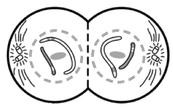 <p>What stage of meiosis is this?</p>