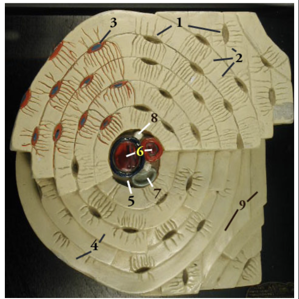<p>Label 2 </p>