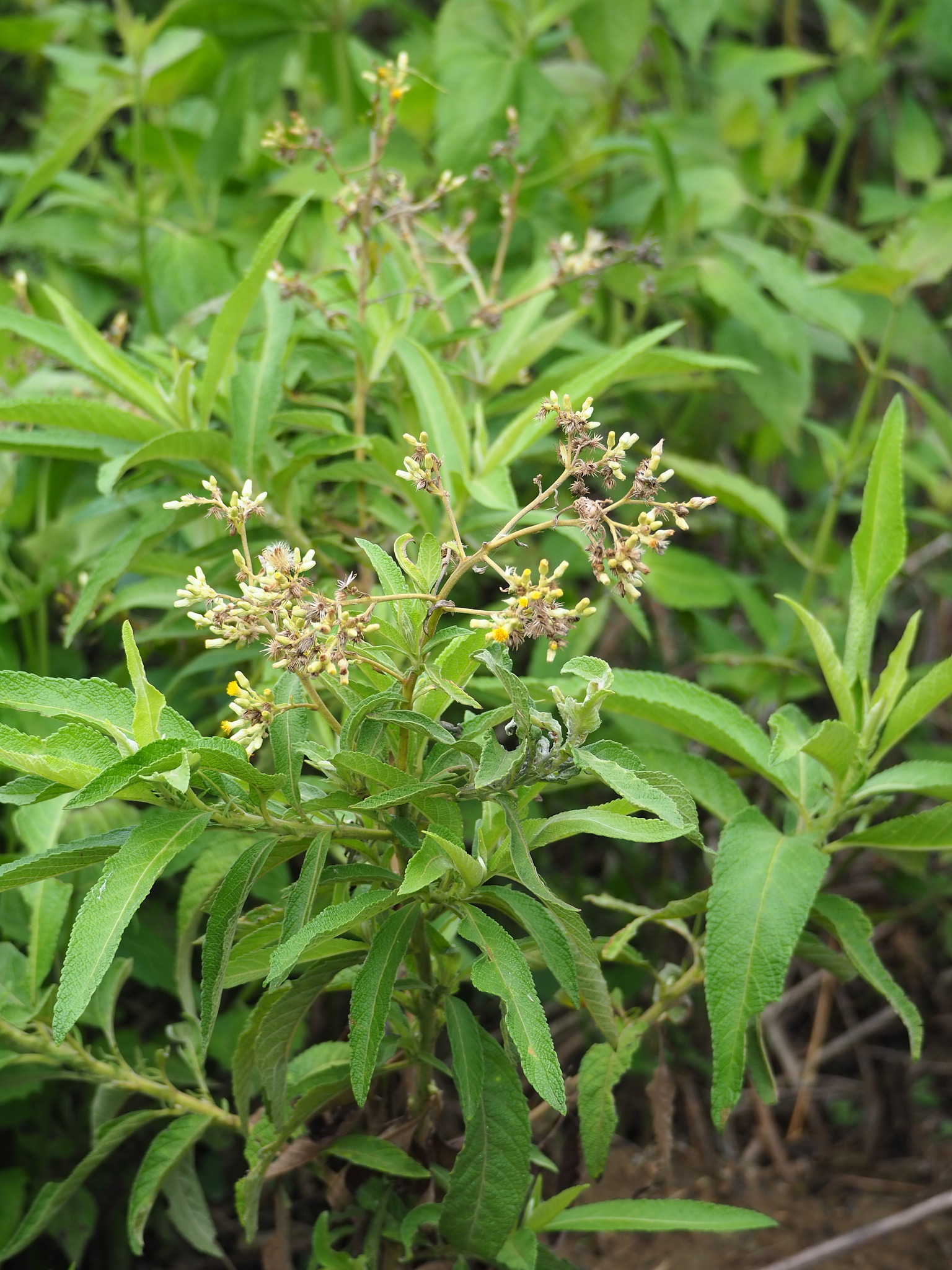 <p><strong>Common Name</strong>: Sambong, Ngai camphor</p><p><strong>Parts Used</strong>: Leaves, stems, roots</p><p><strong>DOH Use/s</strong>: Treatment of urinary stones; diuretic</p><p><strong>Other Use/s</strong>: Antibacterial, antifungal, anticancer, antioxidant, antimicrobial, anti-inflammatory, anti-spasm, etc.</p><p><strong>Major Metabolites</strong>:</p>